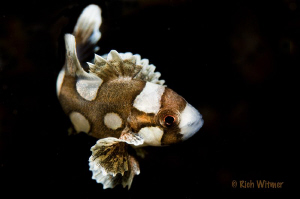 Juvenile Sweetlips.  105mm by Richard Witmer 
